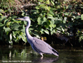 heron